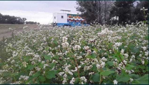 Натуральный Мёд с Восточно-Казахстанской Области Алтай