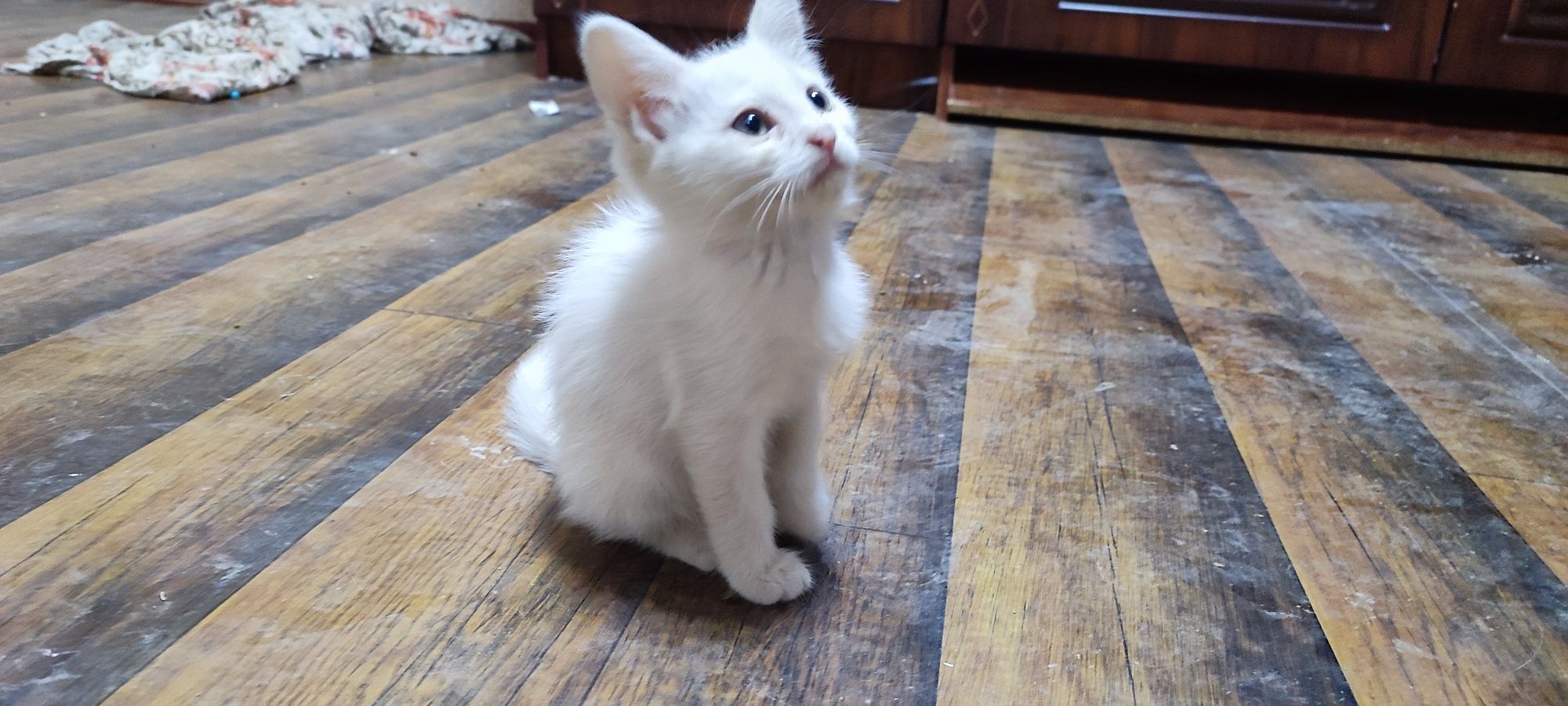 Oppoq angora 2,5 oylik