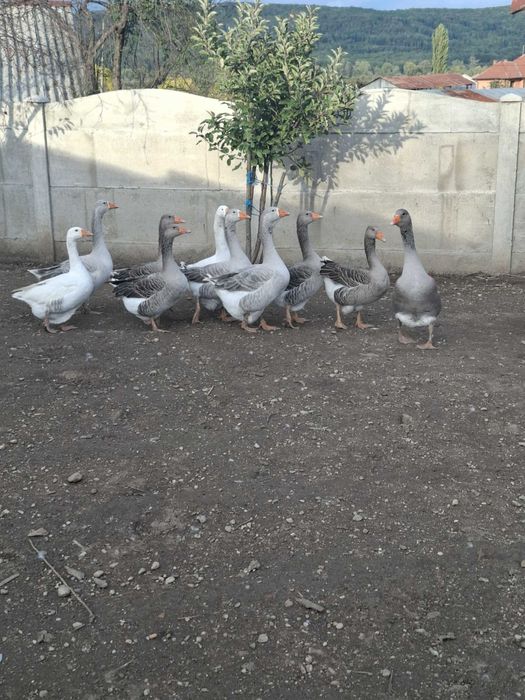 Gâște de vânzare!