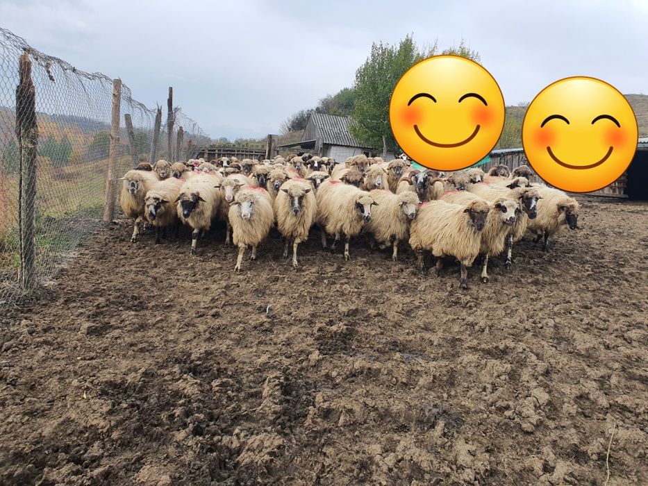 Vând oi tinere bune  de ținut