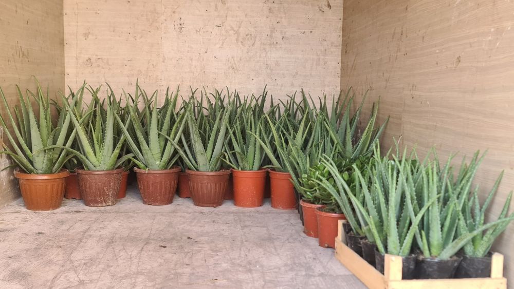 Aloe vera guli sotiladi.