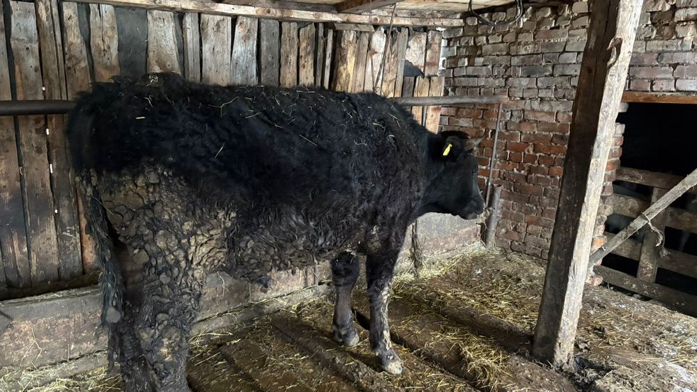 1.5 жасар бұқа сатлады