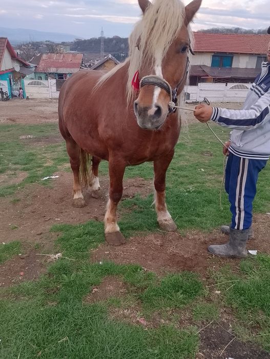 Vând două iepe cuminte garantate la căruță