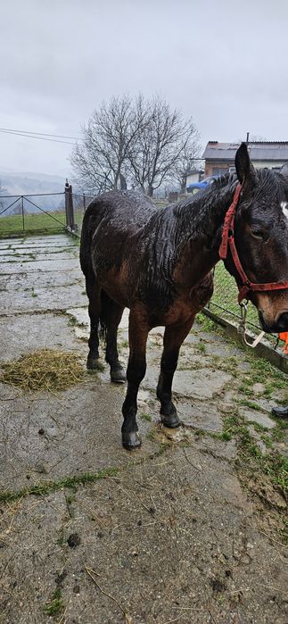 Cal de vânzare 2 ani jumate