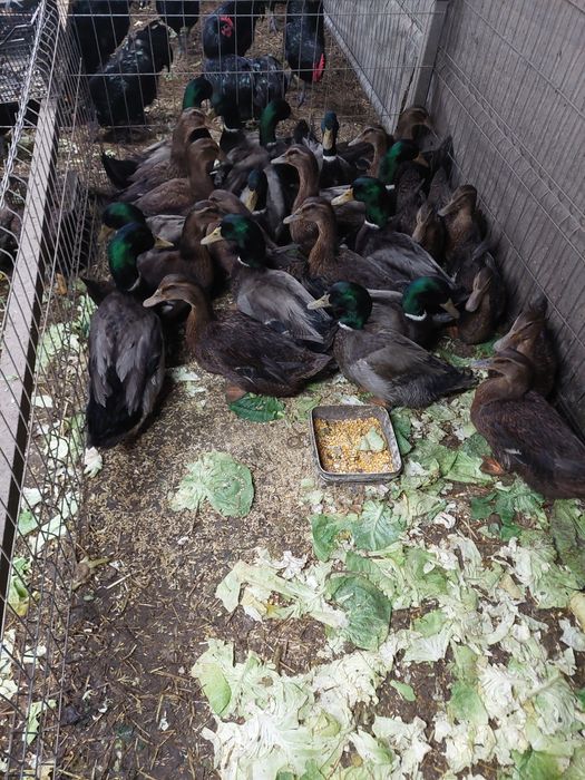 Rate Rouen de vânzare