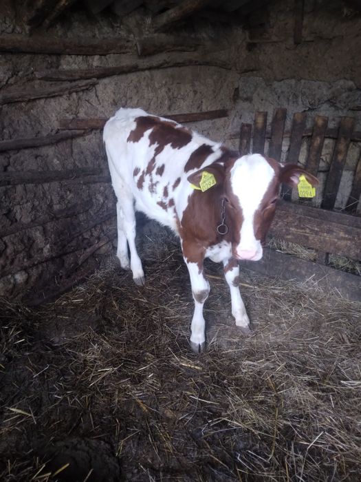 Vând vițică bălțată românească