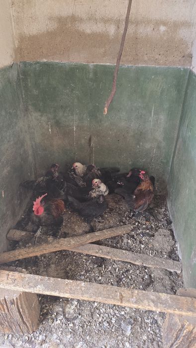 Pasari ,gaini pitice