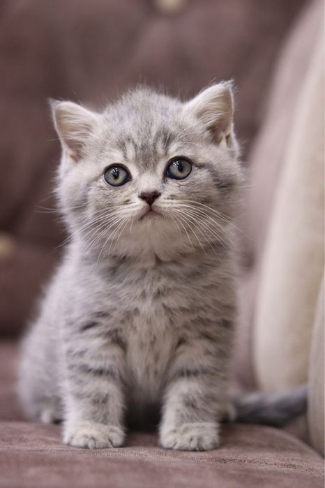 Продаются британские котята