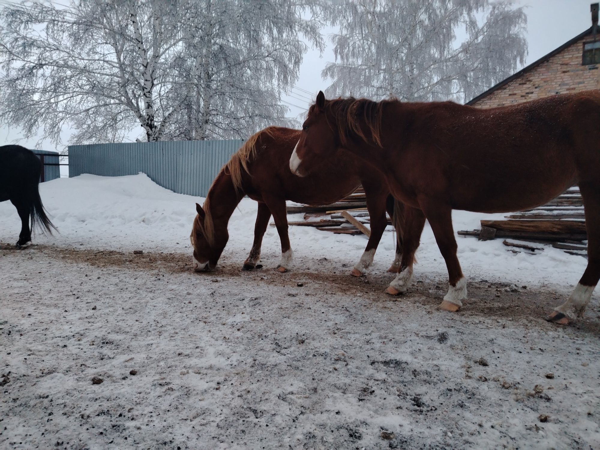 Продам лошадей и жеребята  кушумской породы