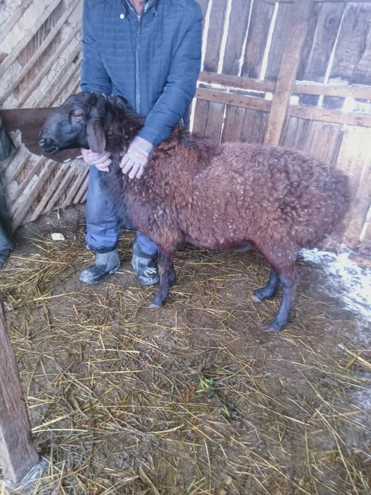 Кошкар продам .кошкар сатылады