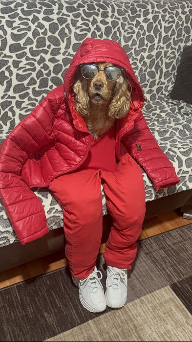 Кокер шпаньол малки кученца