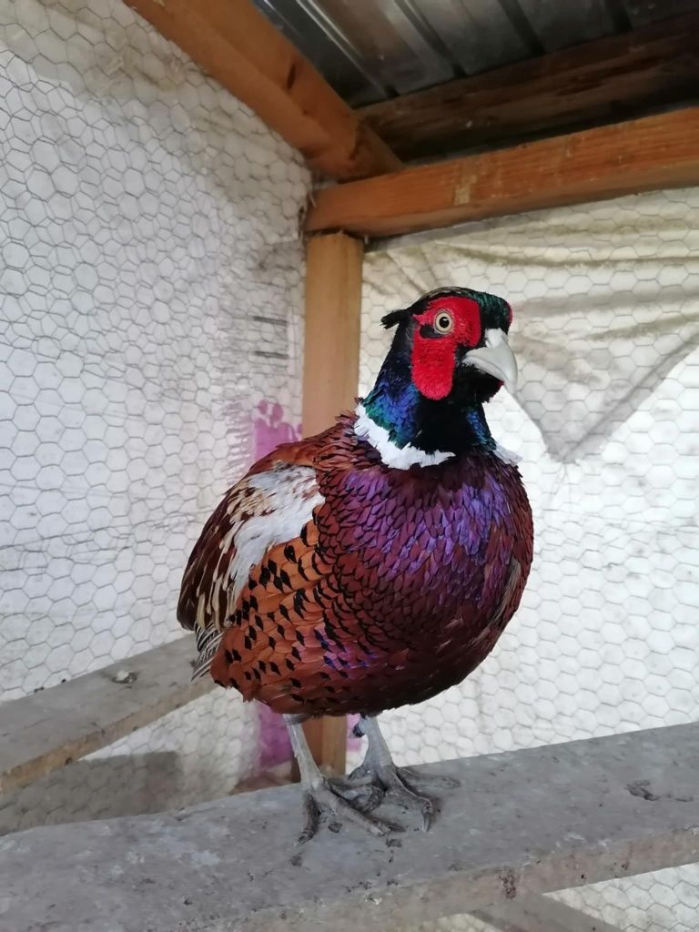 Vand mascul de fazan!