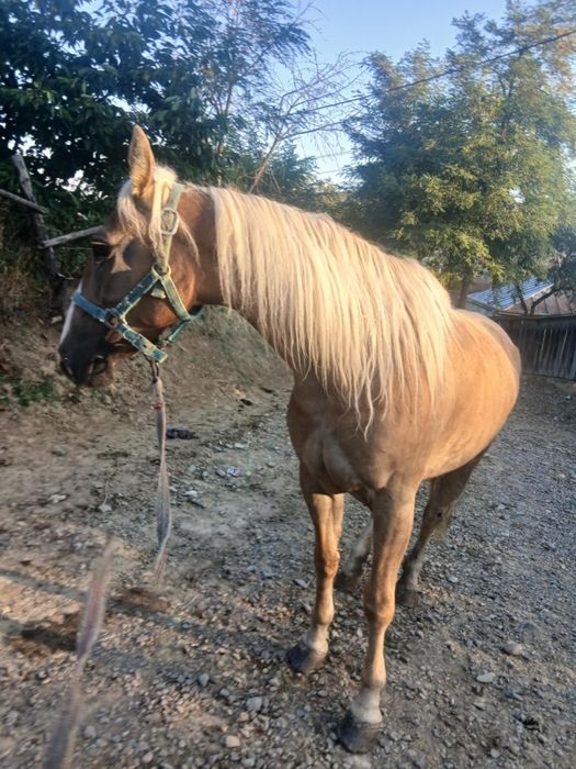 De vânzare iapa bună