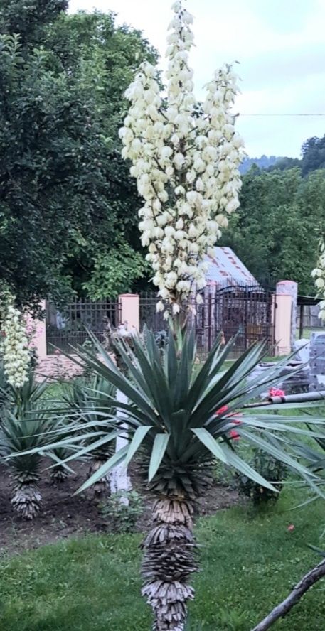 Yucca faxoniana - soi extrem de rezistent