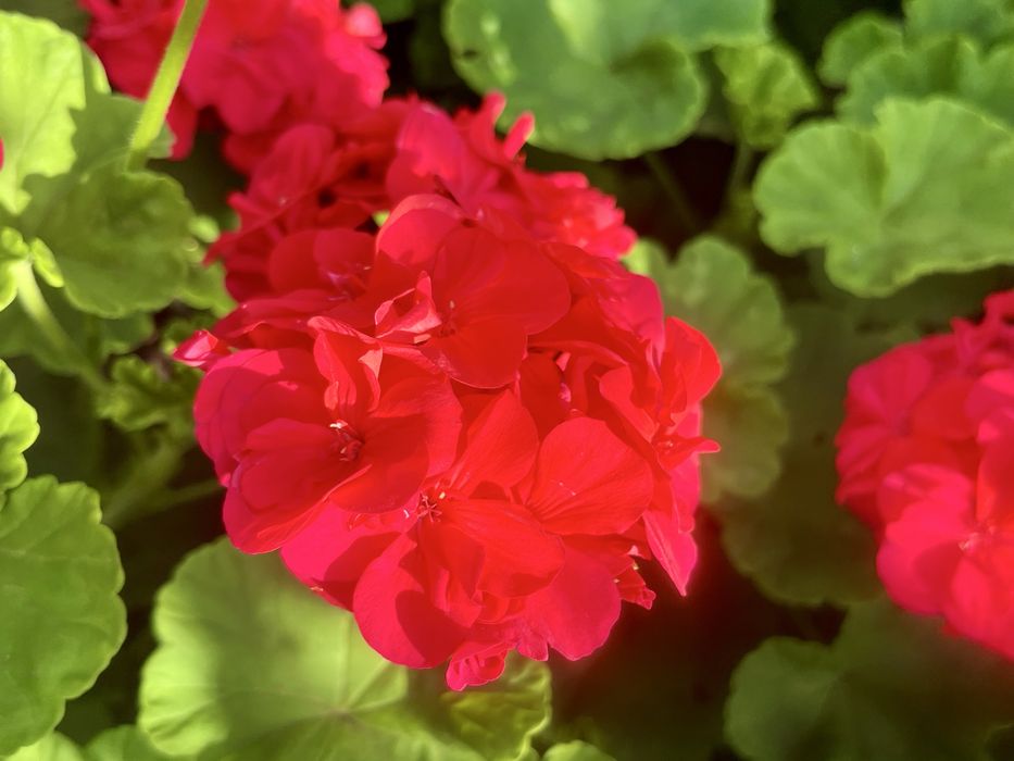 Продам саженцы пеларгонии ( герань)