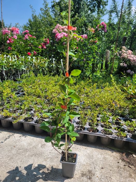 Caprifoi Red World - Mana Maicii Domnului, Lonicera japonica