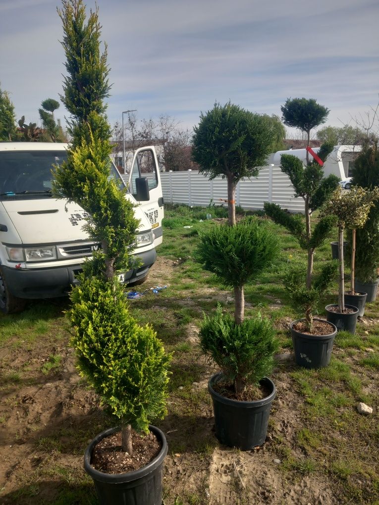 Plante ornamentale/tuia spirala,bonsai, magnolie