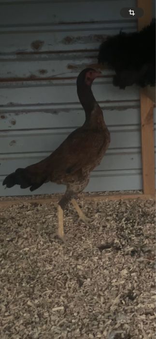 дакан тауқ сатылады