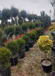Plante Ornamentale