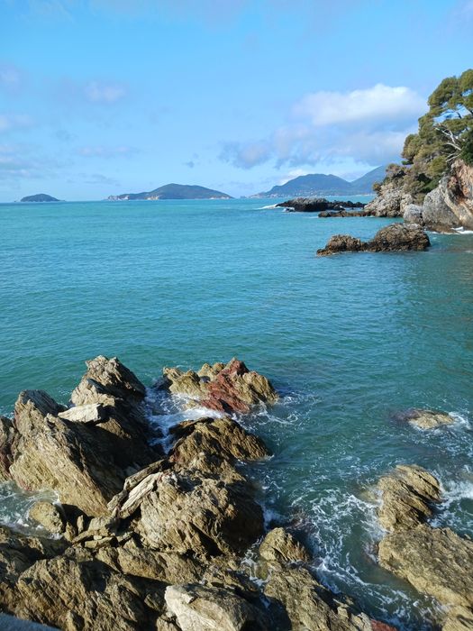 Floarea soarelui porumb boabe