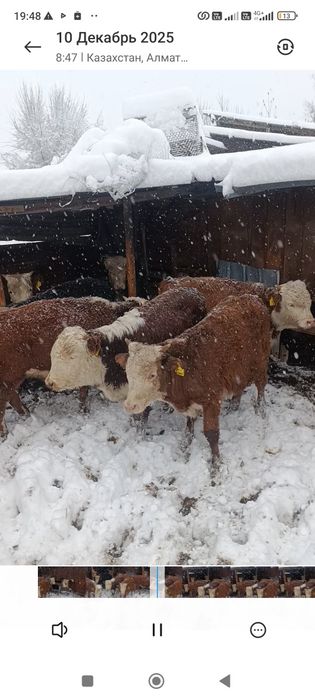 Продам белоголовых бычков.