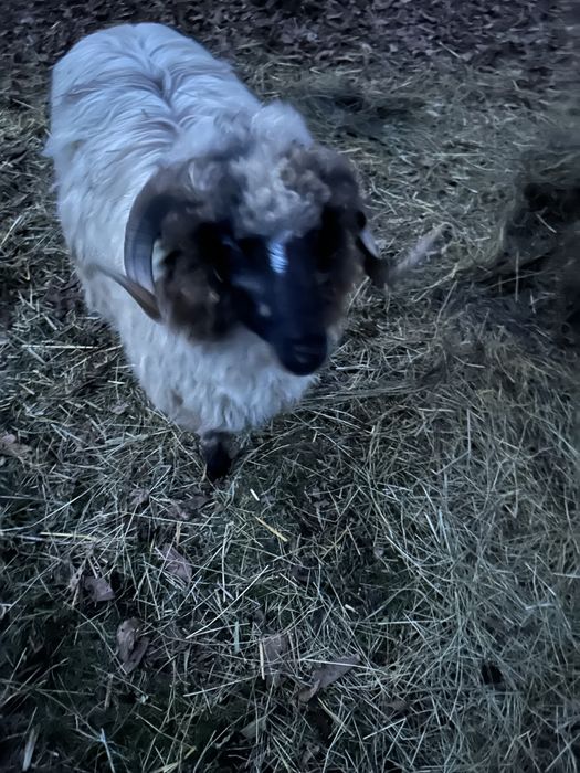 Berbecuti la prima monta