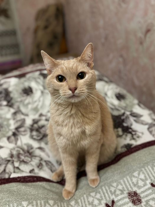 Отдам молодого кота