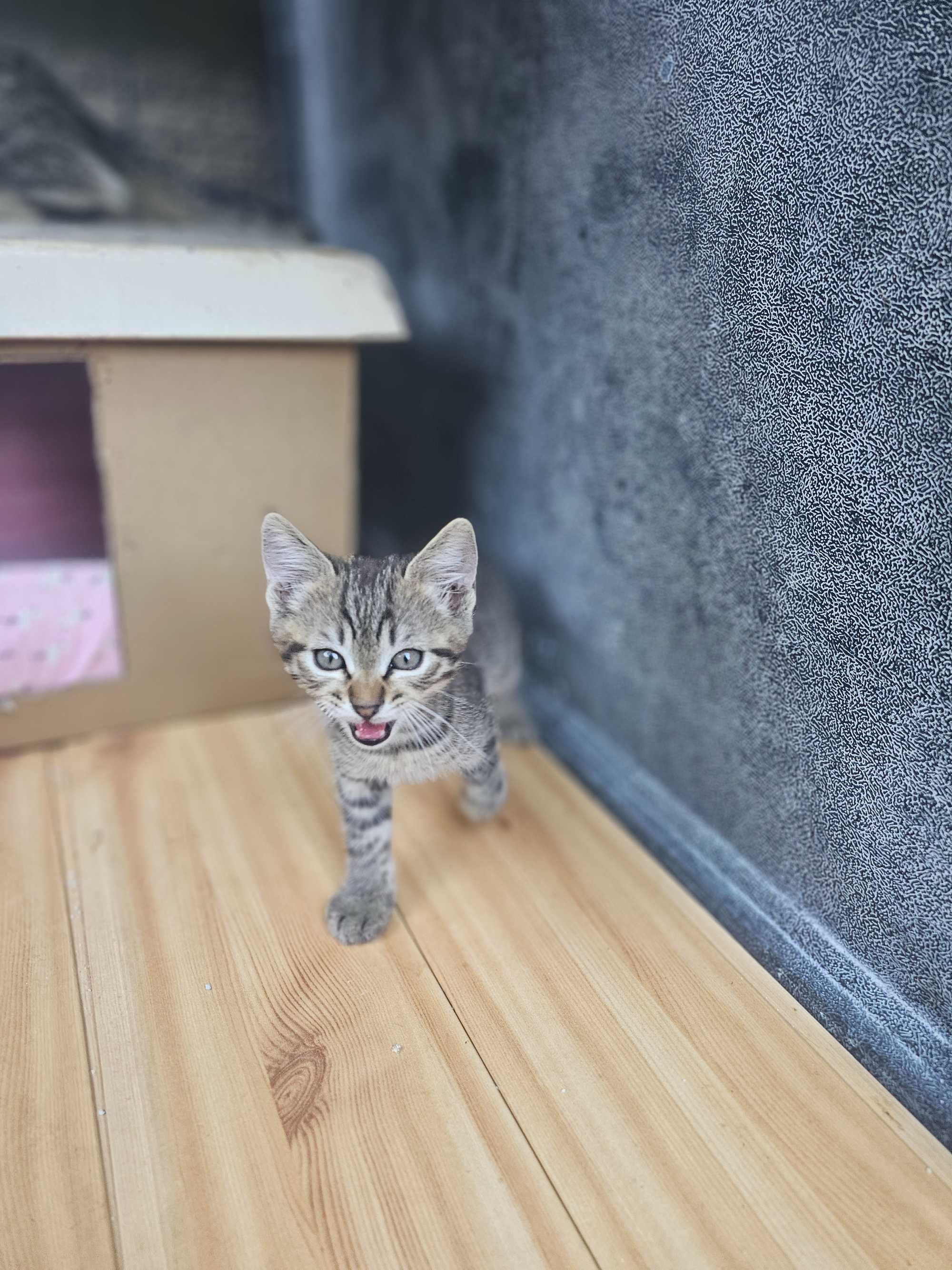 Adopție responsabila