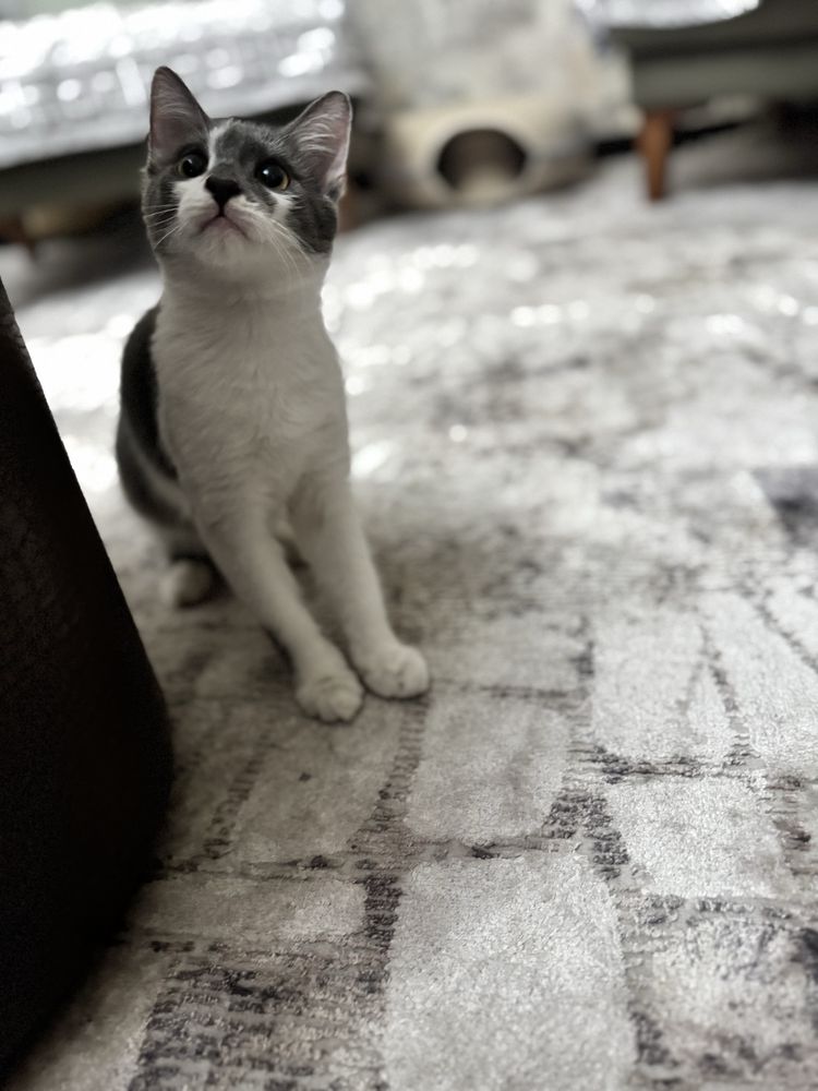 Кошечка Шанель 4 месяца