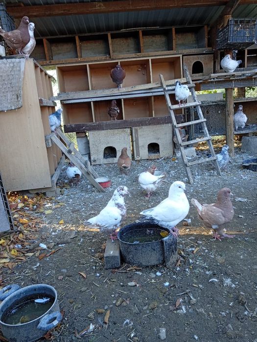 Vând porumbei kingi