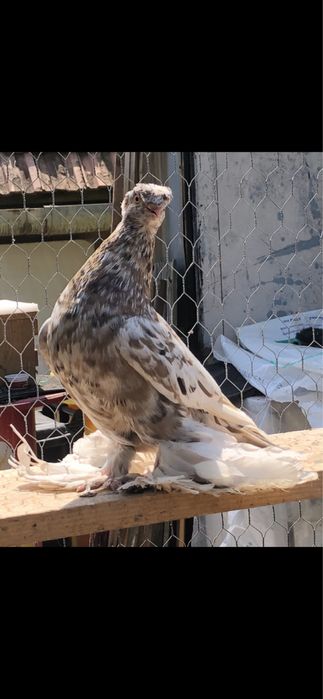Porumbei jucatori de uzbekistan (uzbeci) de vânzare