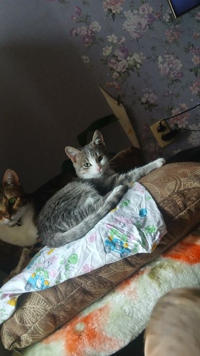 Котенок мальчишка