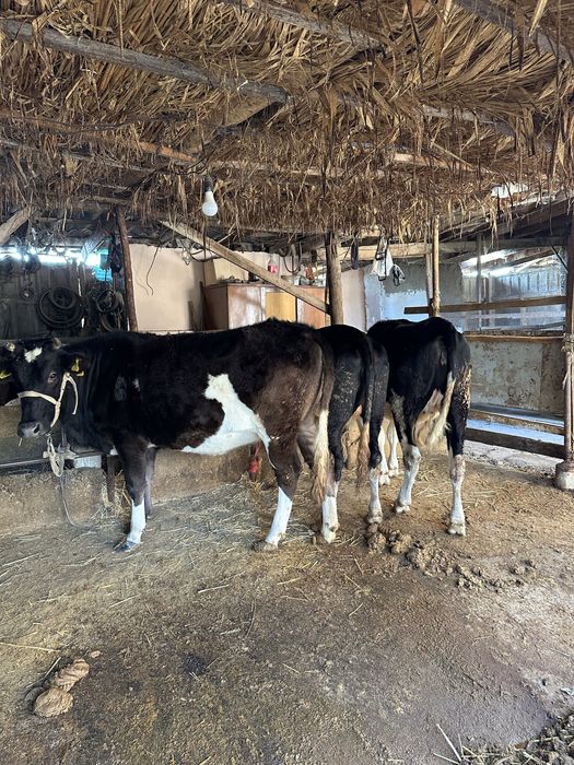 Гунажинлар сотилади