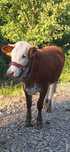 Vaca gestanta 8 luni si juninca de 1 an de vânzare