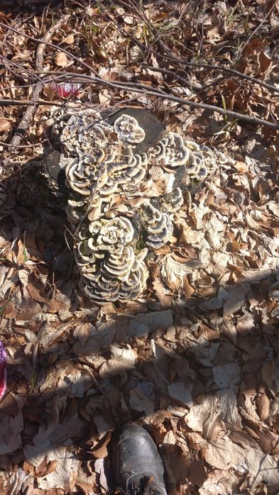 Ciuperci uscate medicinale coada curcanului