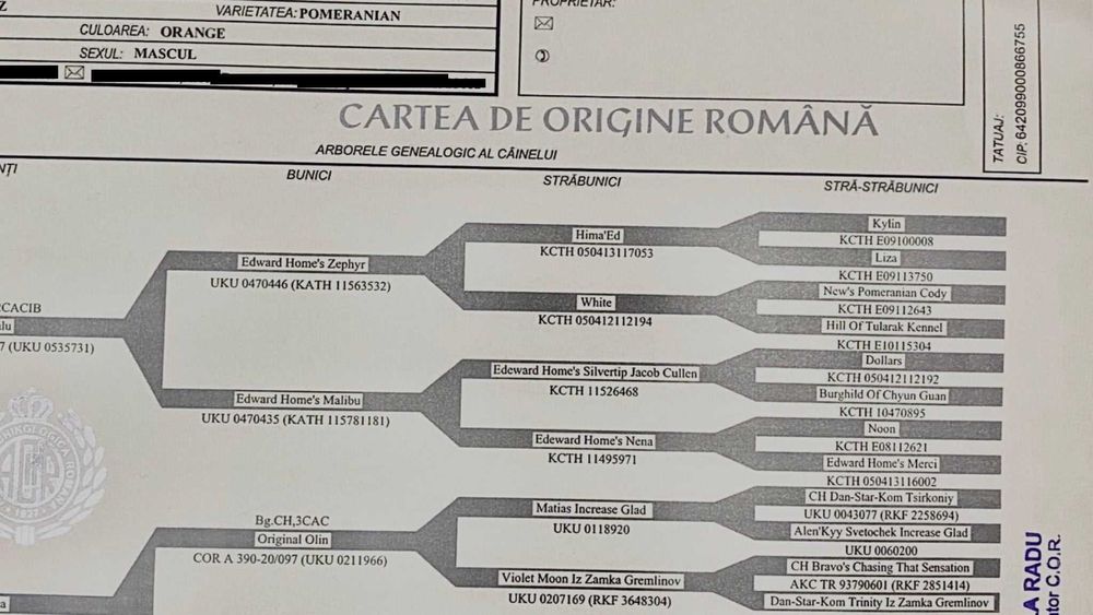 Fetiță Pomeranian talie mică