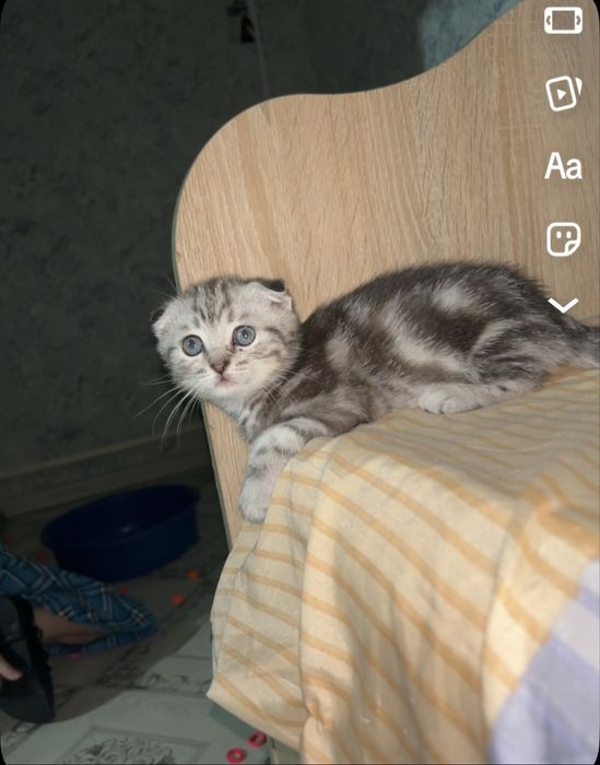 Девочка котенок вислоухий