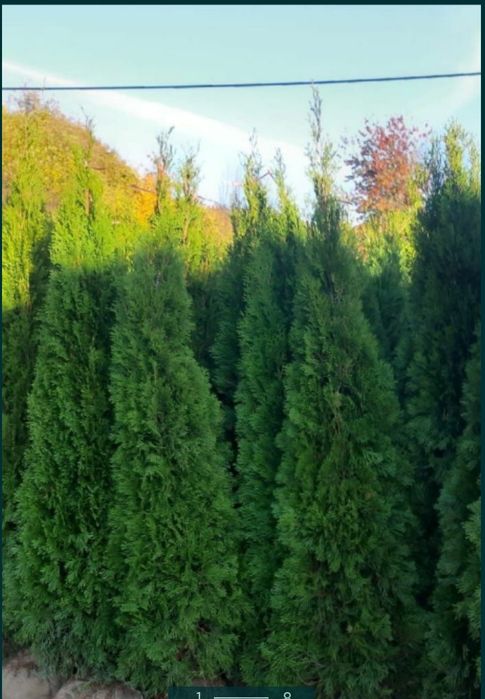 Plante ornamentale aclimatizate