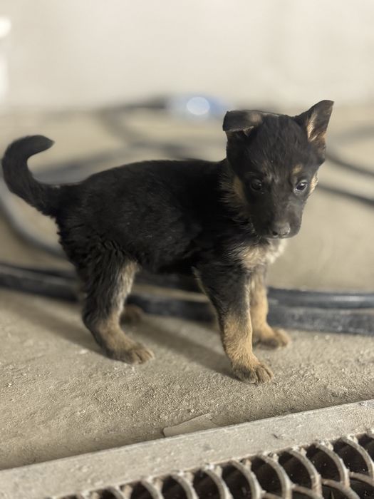 Щенята немецкой овчарки