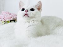 продается чистокровный кот