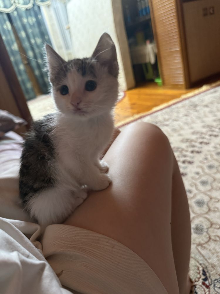 Котёнок домашний