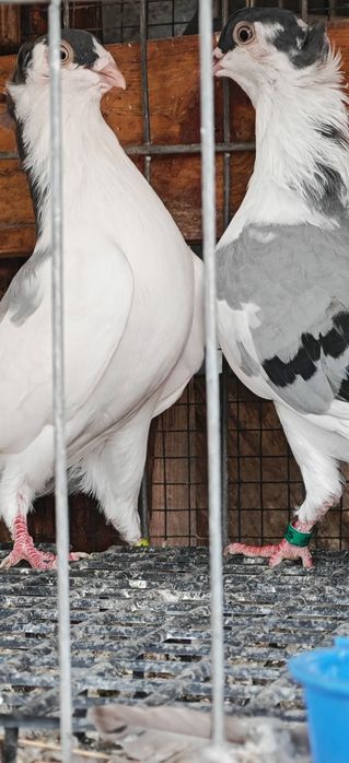 Porumbei Jucătorii de Galați