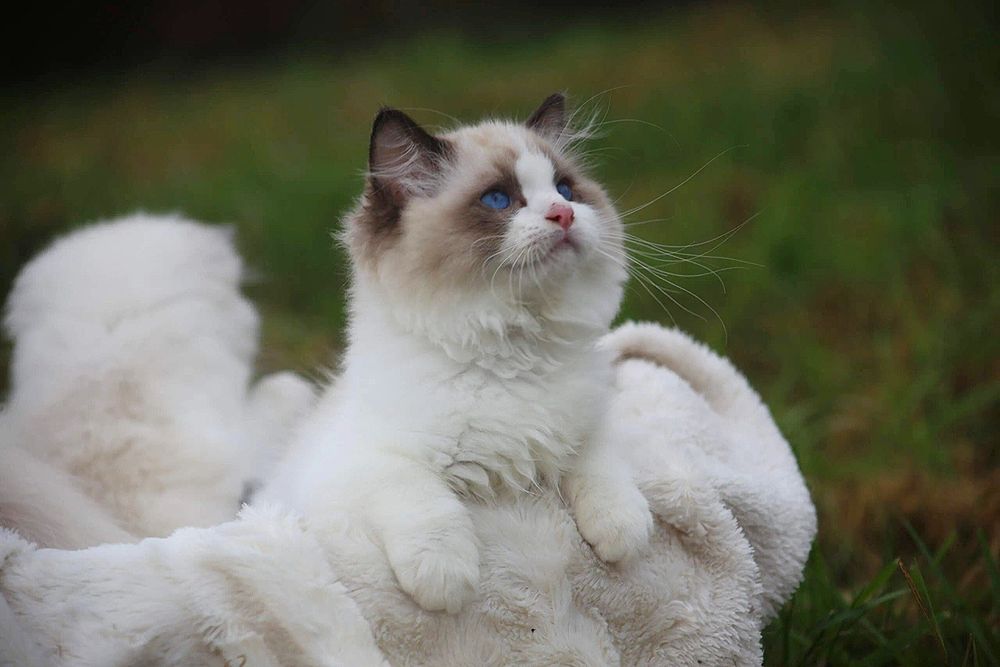 Регдолл, тряпочатя куклка