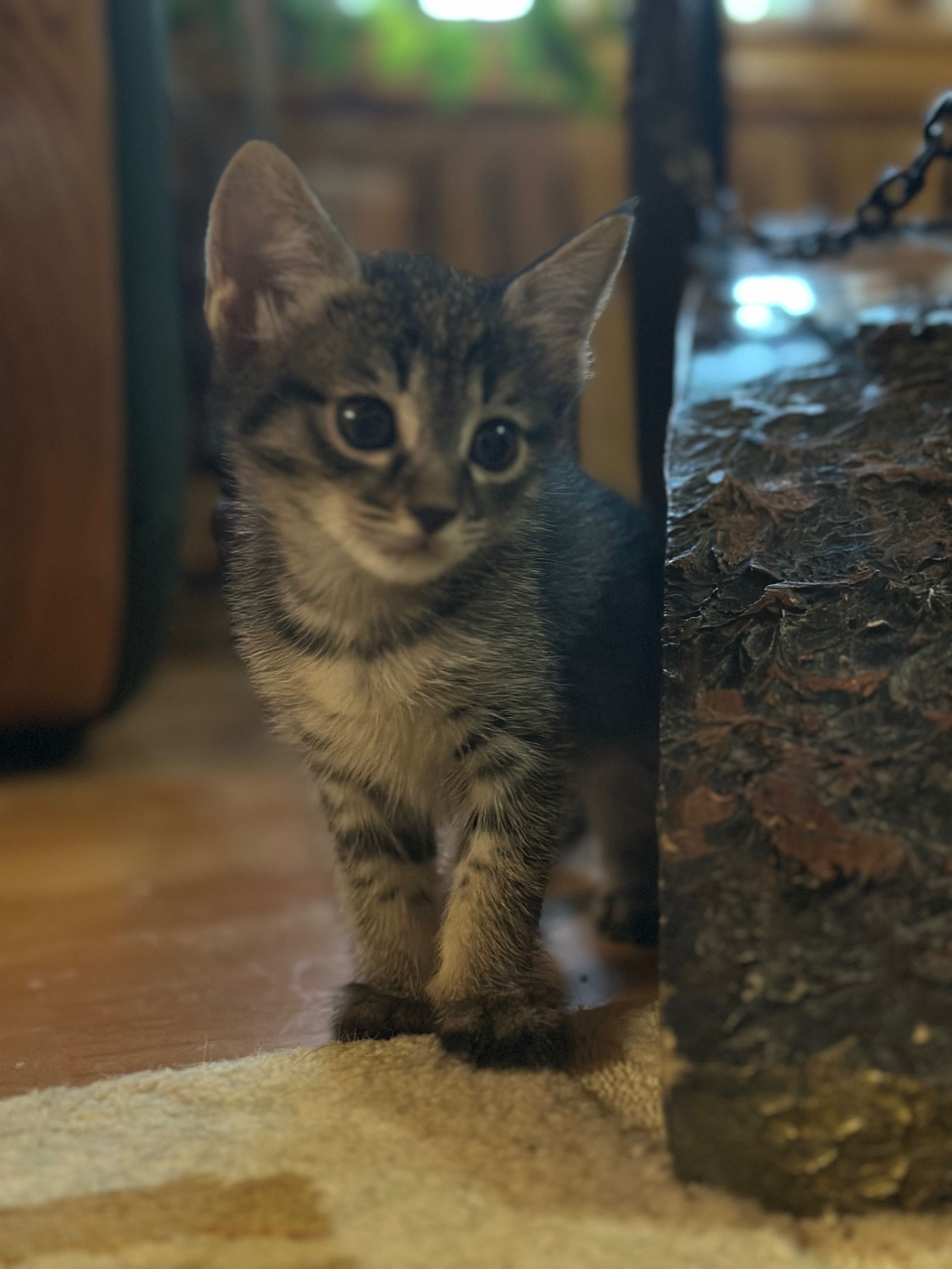Котята 1,5 месяца