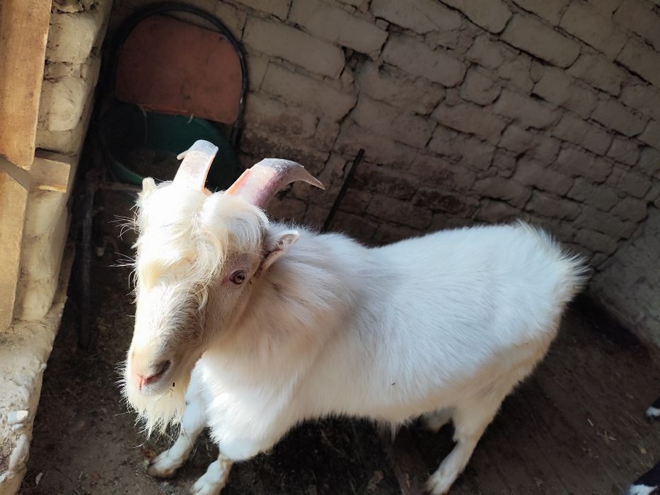 Пародистый теке сатамын