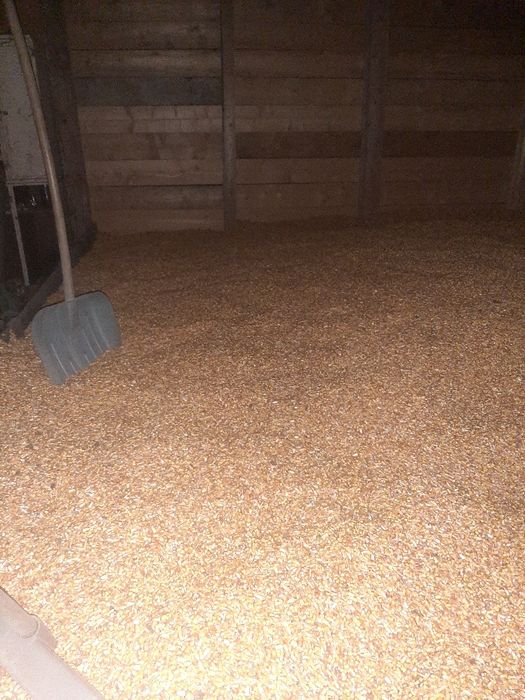 Porumb boate uscat productie 2025