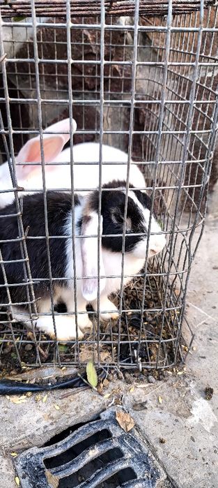 Куëн сотилади. 2 дона
