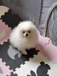Pui Pomeranian mascul