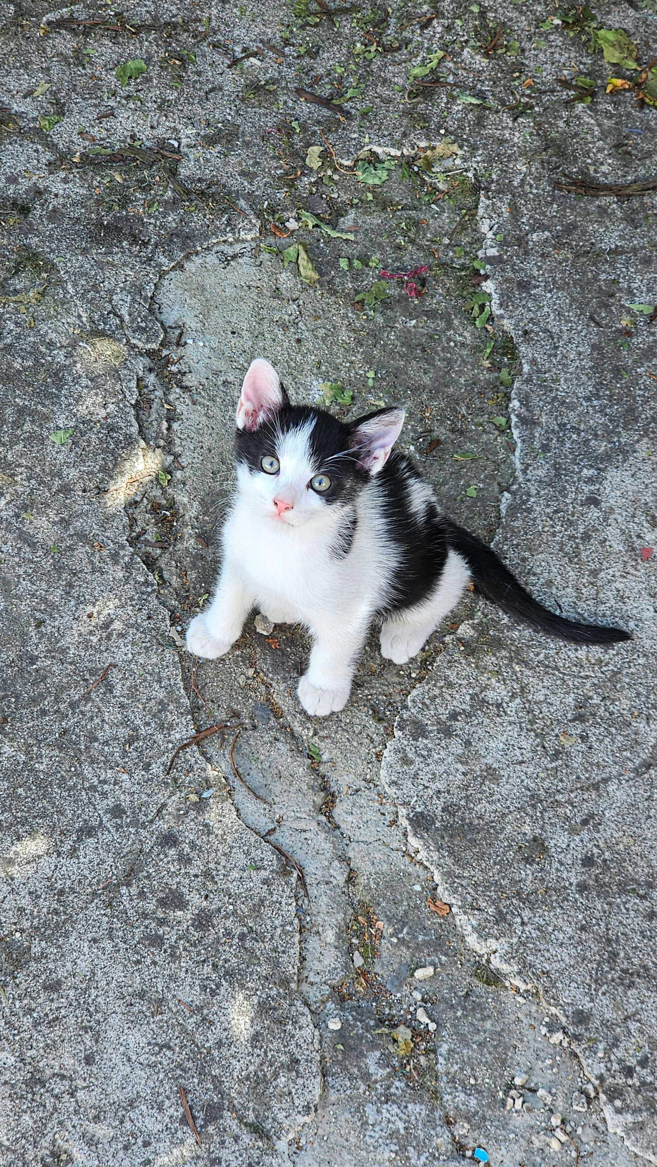 Se dau spre adoptie 2 pisicuti de 2 luni