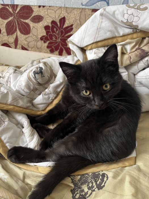 Отдам котенка в добрые руки